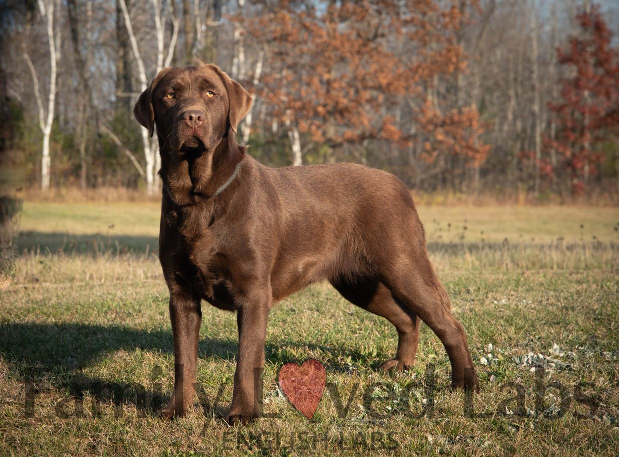 Family Loved Labs Chocolate Lab, Chocolate Labs for Sale, Chocolate